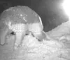 Tatu com pênis de 30 cm é salvo por apicultores no Mato Grosso do Sul