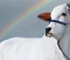 Vaca mais valiosa do mundo é brasileira e tem rotina de 'skincare'