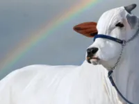 Vaca mais valiosa do mundo é brasileira e tem rotina de 'skincare'