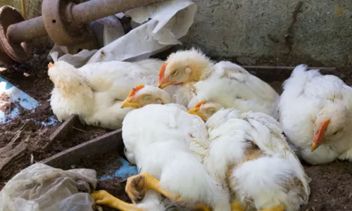 
				
					Bahia confirma segundo caso de gripe aviária; entenda doença
				
				