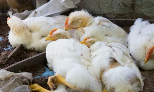 
				
					Bahia decreta emergência zoosanitária para gripe aviária
				
				