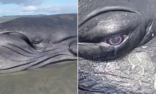 
				
					Baleia encalha na Bahia e parece chorar em vídeo; entenda
				
				