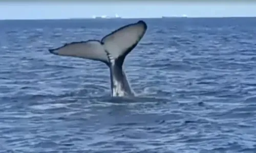 
				
					Baleias Jubarte são vistas na Baía-de-Todos-os-Santos; veja vídeo
				
				