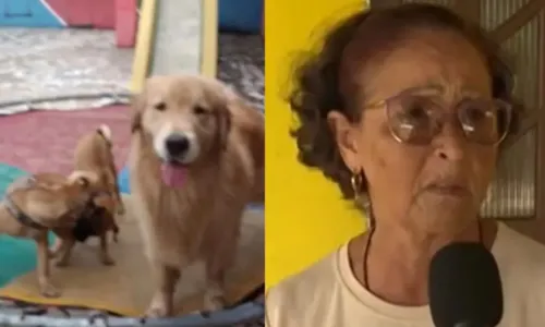 
				
					Cães são roubados após casa de idosa ser invadida em Salvador
				
				