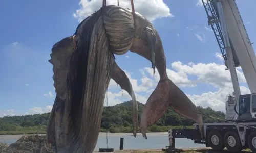 
				
					Corpo de baleia que pareceu chorar após encalhar é levado para aterro
				
				