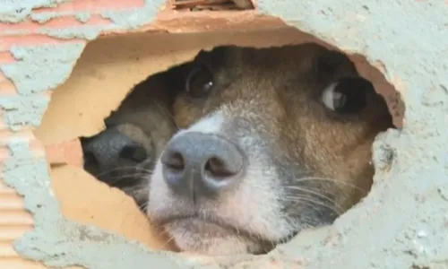 
				
					Grupo com 16 cães é abandonado dentro de imóvel em Salvador
				
				