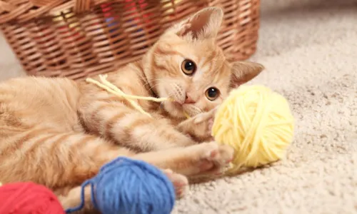 
				
					Independentes e brincalhões: conheça as características dos gatos
				
				