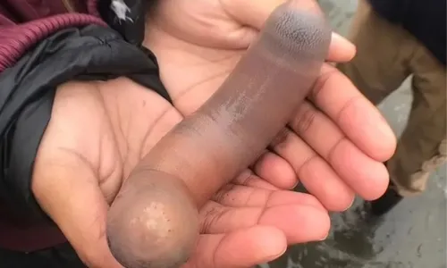 
				
					Peixes-pênis de 25 cm surgem em praia da Argentina
				
				
