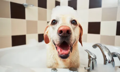 
				
					Produtos de higiene humana podem ser utilizados nos pets? Saiba aqui!
				
				