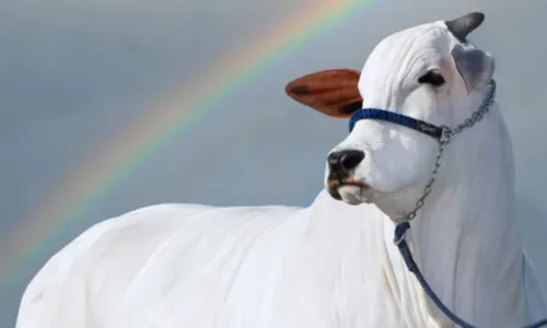 
				
					Vaca mais valiosa do mundo é brasileira e tem rotina de 'skincare'
				
				