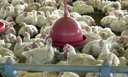 
				
					OMS confirma primeira morte por gripe aviária no mundo
				
				