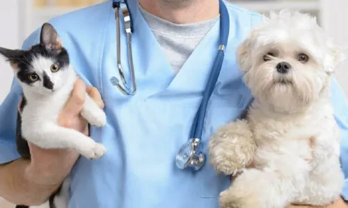 
				
					Prefeitura de Salvador abre edital para contratação de médicos veterinários
				
				