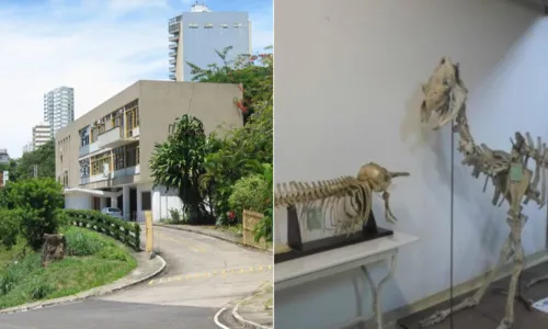 
				
					Seis museus da UFBA para conhecer em Salvador
				
				