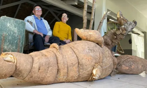 
				
					'Nunca vi na vida' diz produtor ao colher mandioca de 112 kg
				
				