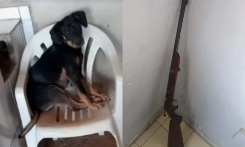 
				
					Suspeito de comer galinhas, cão é morto a tiros por homem na Bahia
				
				
