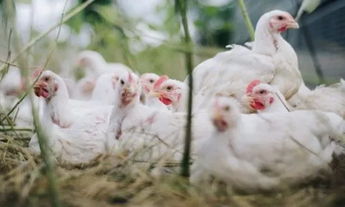 
				
					Brasil confirma primeiros casos de gripe aviária em aves silvestres
				
				