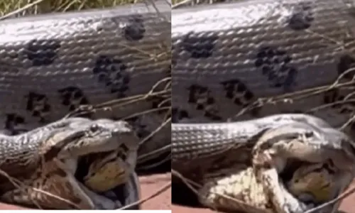 
				
					VÍDEO: 'Anaconda' gigante regurgita sucuri no interior de Goiás
				
				