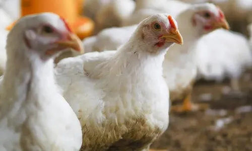 
				
					Secretaria de Saúde emite comunicado de risco sobre gripe aviária
				
				