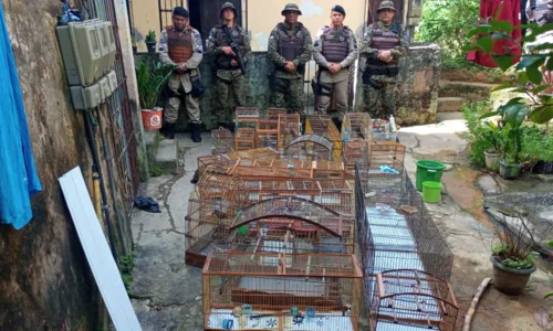 
				
					Operação resgata 15 pássaros e 2 jabutis em Sussuarana
				
				