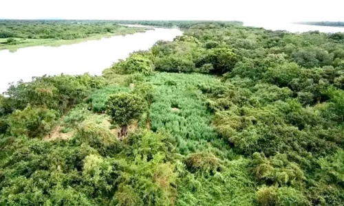 
				
					Quarenta mil pés de maconha são erradicados no oeste da Bahia
				
				