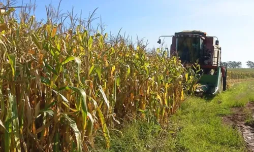 
				
					Agronegócio representa quase 20% da economia baiana no 1º trimestre
				
				