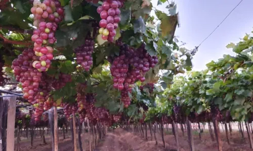 
				
					Amantes de vinho têm opção de roteiro turístico na Bahia; conheça
				
				