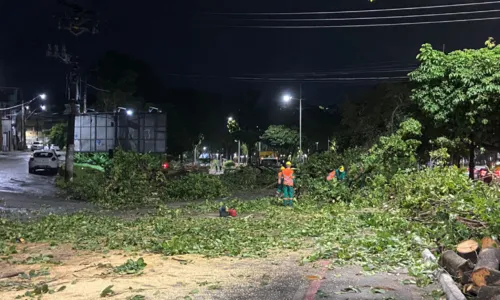 
				
					Árvore cai e fecha pista na Avenida Garibaldi, em Salvador
				
				