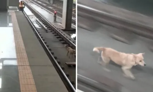 
				
					Cachorro invade trilhos do metrô na Estação Bairro da Paz, em Salvador
				
				