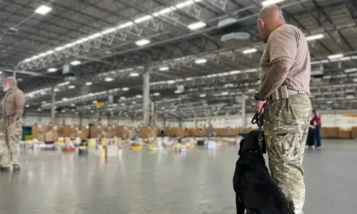 
				
					Cadelas farejadoras encontram armas e drogas em encomendas na BA
				
				