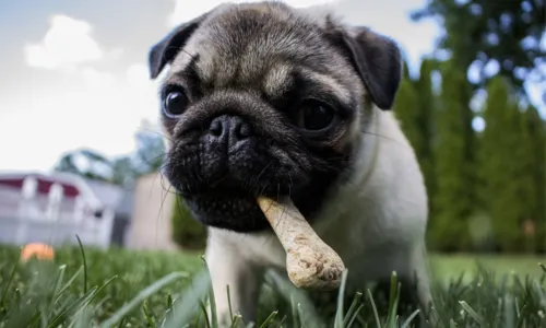 
				
					Conheça os benefícios da Alimentação Natural para seu pet
				
				