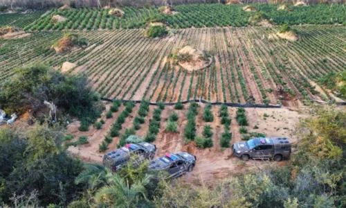 
				
					Mais de 180 mil pés de maconha são erradicados na Bahia
				
				