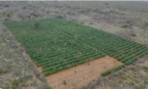 
				
					Mais de 35 mil pés de maconha são destruídos no Norte da Bahia
				
				