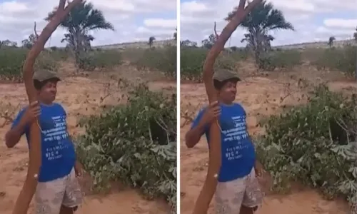 
				
					Mandioca com cerca de 3 metros é colhida no norte da Bahia
				
				