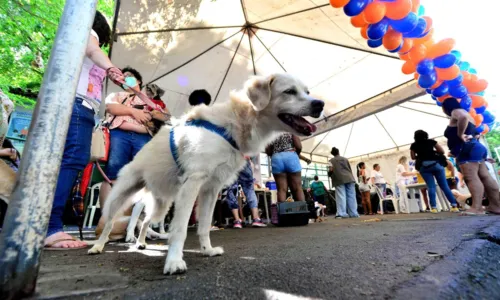 
				
					Parque da Cidade sediará 'cãominhada' no domingo (4)
				
				