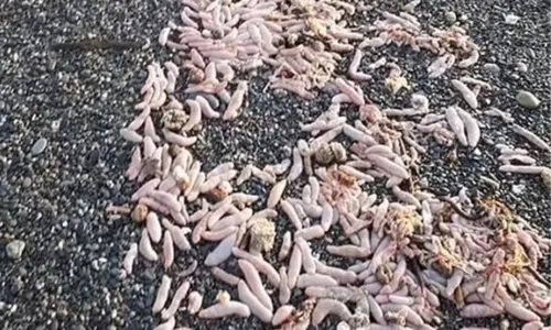 
				
					Peixes-pênis de 25 cm surgem em praia da Argentina
				
				