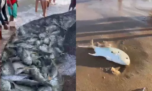 
				
					Pescadores pescam mais de 1.400 peixes na Praia de Itapuã, em Salvador
				
				