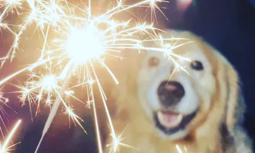 
				
					Saiba como acalmar pets com medo de fogos de artifícios
				
				