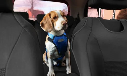 
				
					São João: veterinário dá dicas para viagem de carro com o pet
				
				