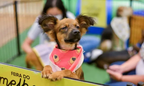 
				
					Serviços para pets estão disponíveis em shopping de Salvador
				
				