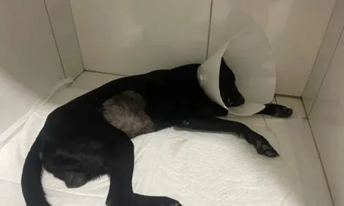 
				
					Suspeito de espancar cachorro na Bahia é preso
				
				