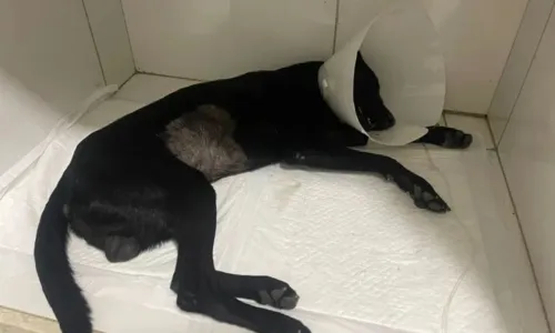 
				
					Suspeito de espancar cachorro na Bahia tem prisão preventiva decretada
				
				