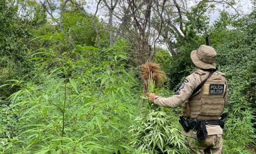 
				
					Vídeo: operação destrói 15 mil pés de maconha após denúncia na Bahia
				
				