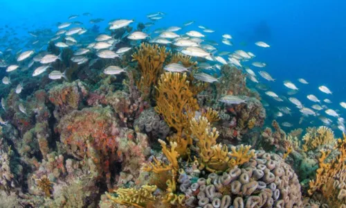 
				
					Parque Nacional Marinho dos Abrolhos comemora 40 anos
				
				