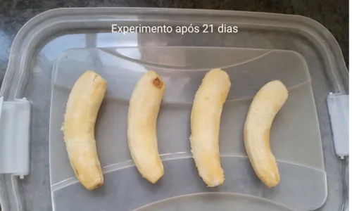 
				
					Baianas descobrem erva capaz de combater apodrecimento de banana
				
				