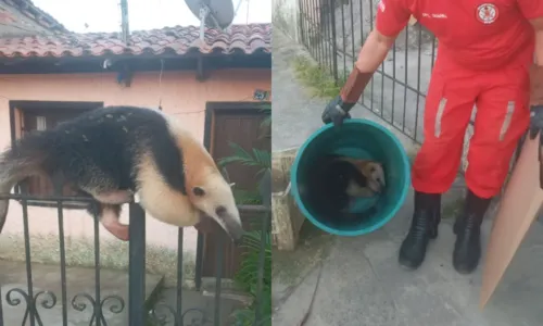 
				
					Tamanduá é resgatado em portão de casa em Cruz das Almas
				
				