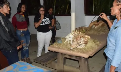 
				
					Zoológico de Salvador volta a realizar visitação noturna
				
				