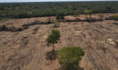 
				
					Operação Mandacaru I termina com mais de 3 mil embargos
				
				