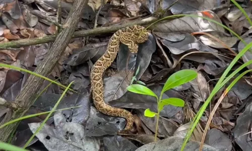 
				
					Animais silvestres resgatados em Salvador são soltos em reserva
				
				