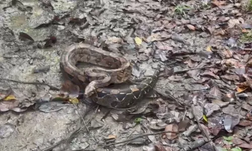 
				
					Animais silvestres resgatados em Salvador são soltos em reserva
				
				