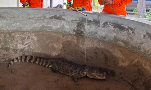 
				
					Cão é resgatado após cair em poço com 10 metros de profundidade
				
				